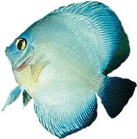 Дискус голубой. Род рыб семейства цихлиды (Cichlidae).