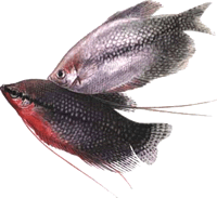 Гурами жемчужный.Род рыб семейства белонтиевые (Belontiade). 