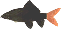 Лабео двухцветный - Род рыб семейства карповые