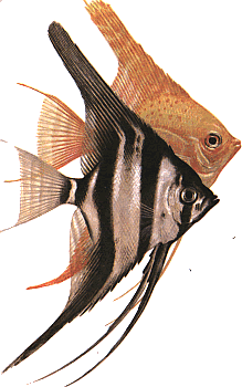 Скалярия - Род рыб семейства цихлид
