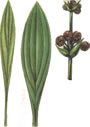 Эхинодорус длиннолепестковый 