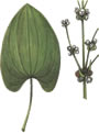 Эхинодорус прицветниковый