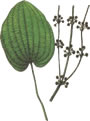Эхинодорус прутьевидный