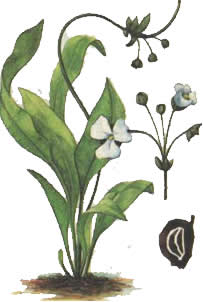 Эхинодорус южноамериканский